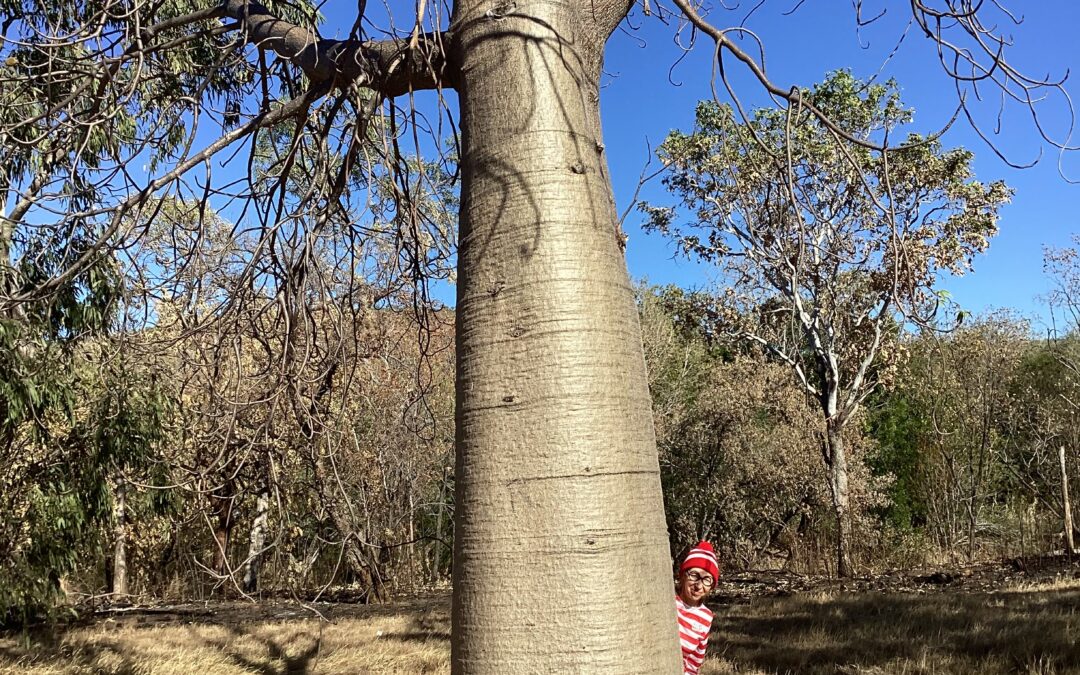 We started to see Boab trees in the Kimberleys.